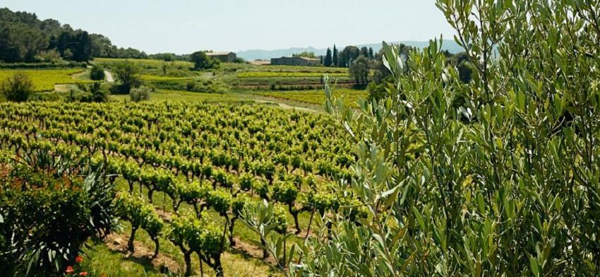 Plan de relance agricole : les 7 aides intéressantes pour les viticulteurs
