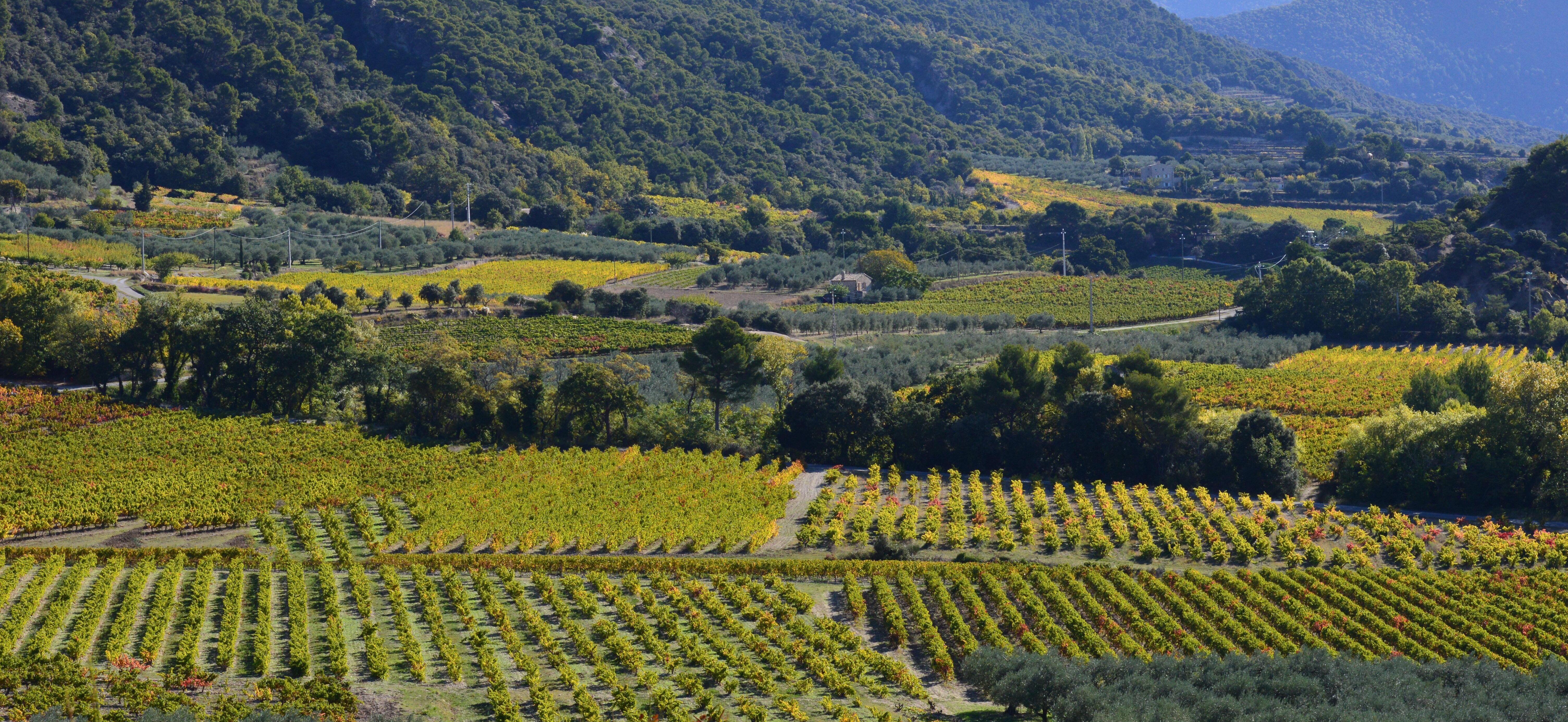 Arrachage définitif : le cas des arrachages de vignes exploitées en fermage