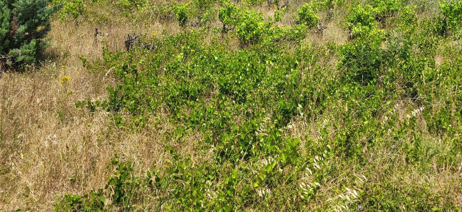 Friches viticoles : l’adoption d’une proposition de loi soutenue par la CNAOC