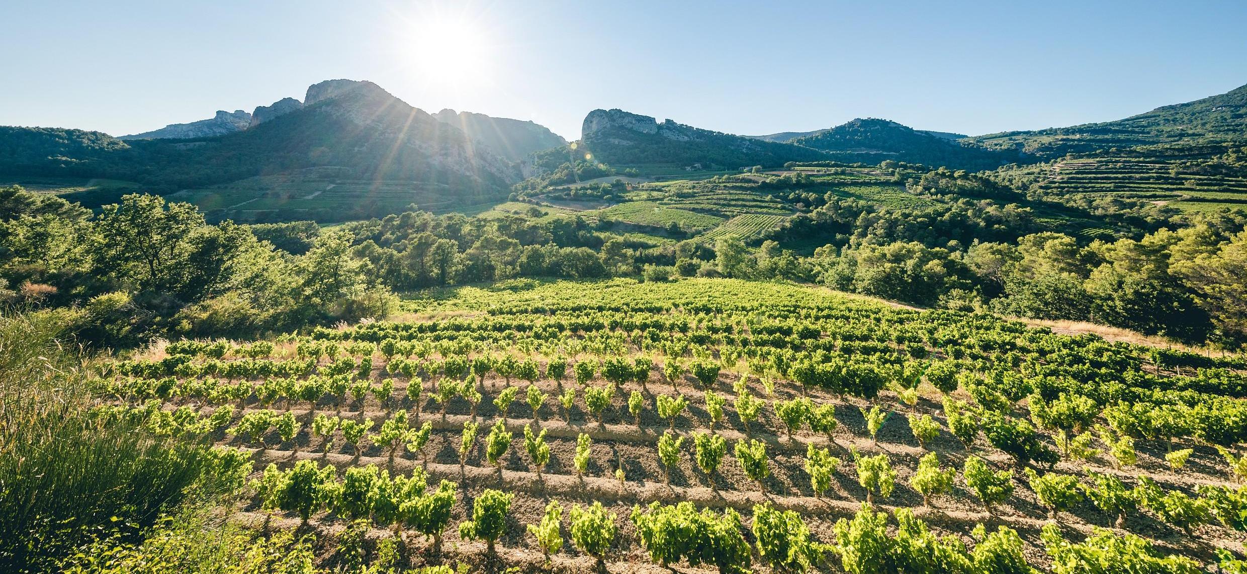 Prolongation des autorisations de plantation nouvelle, replantation et replantation anticipée