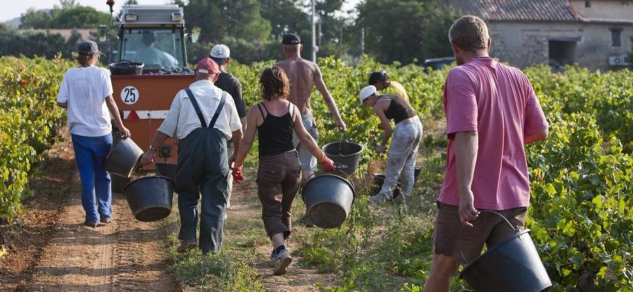 Vendanges 2025 : dérogation favorable au temps de travail
