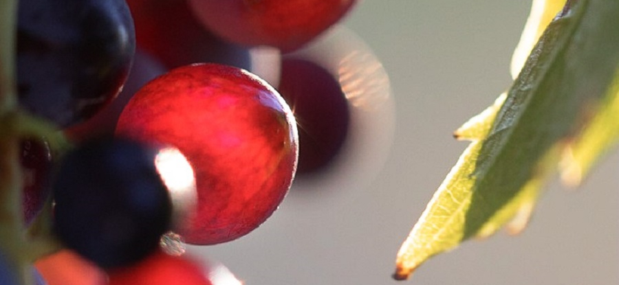 Transactions hebdomadaires