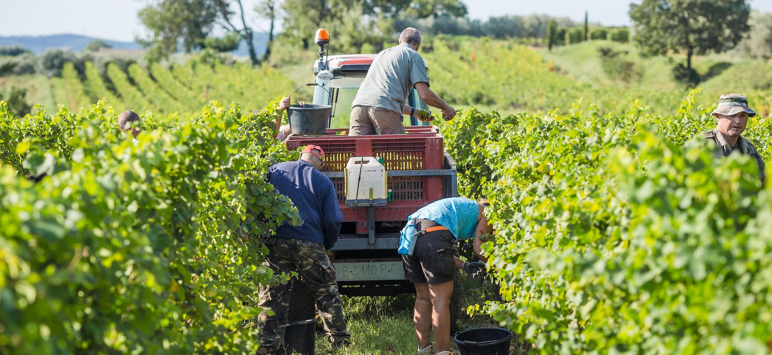 Vendanges 2023 D rogation Favorable Au Temps De Travail